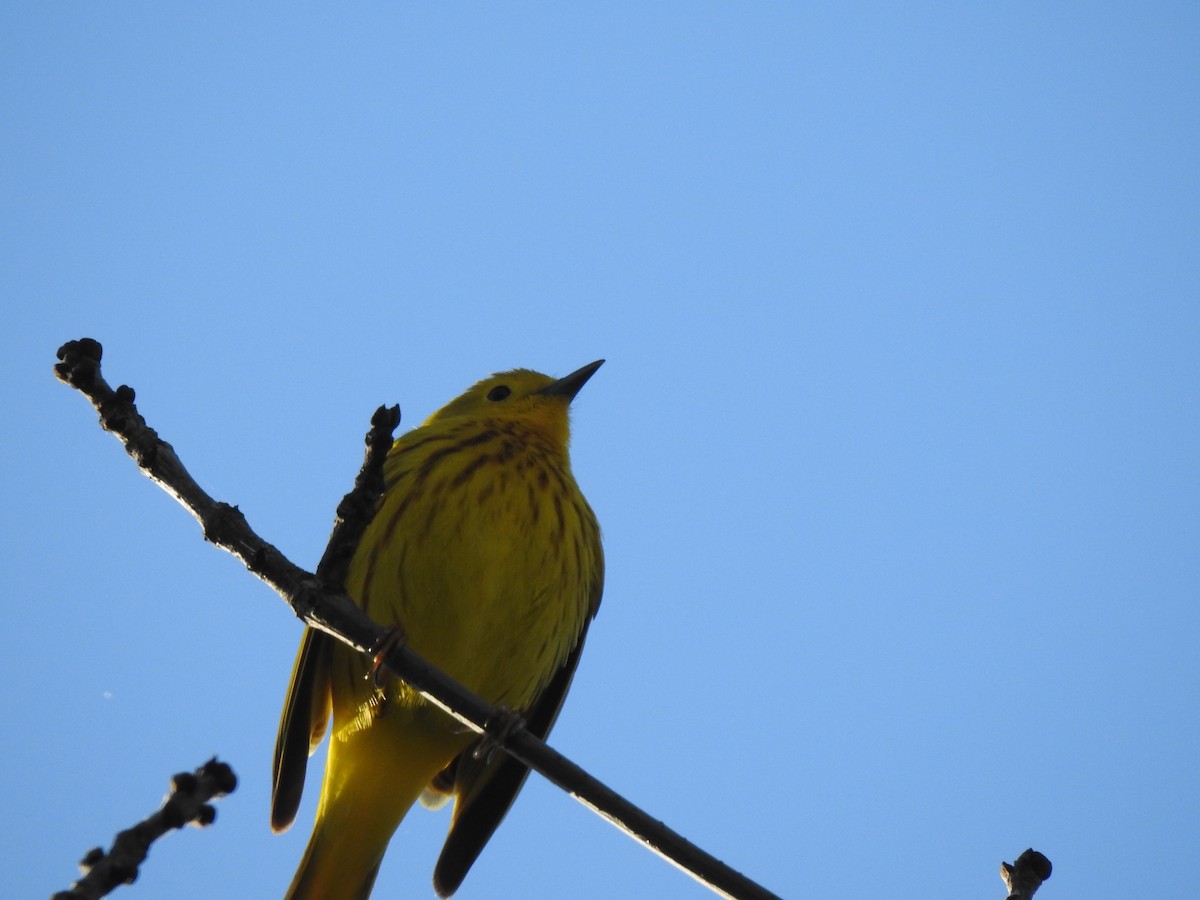 Yellow Warbler - Jacques Bélanger