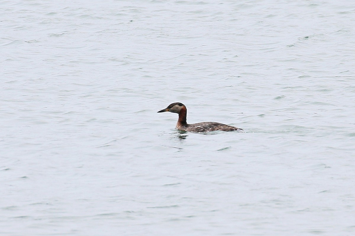 Red-necked Grebe - ML618615606