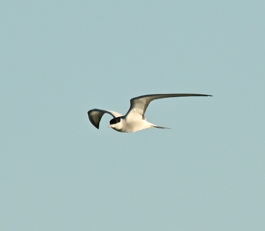 Common Tern - ML618615639