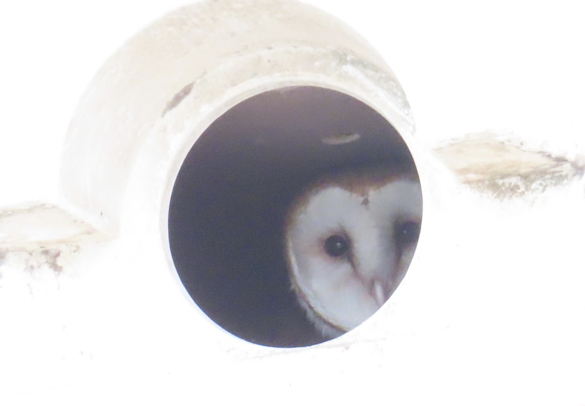 Barn Owl - ML618615645