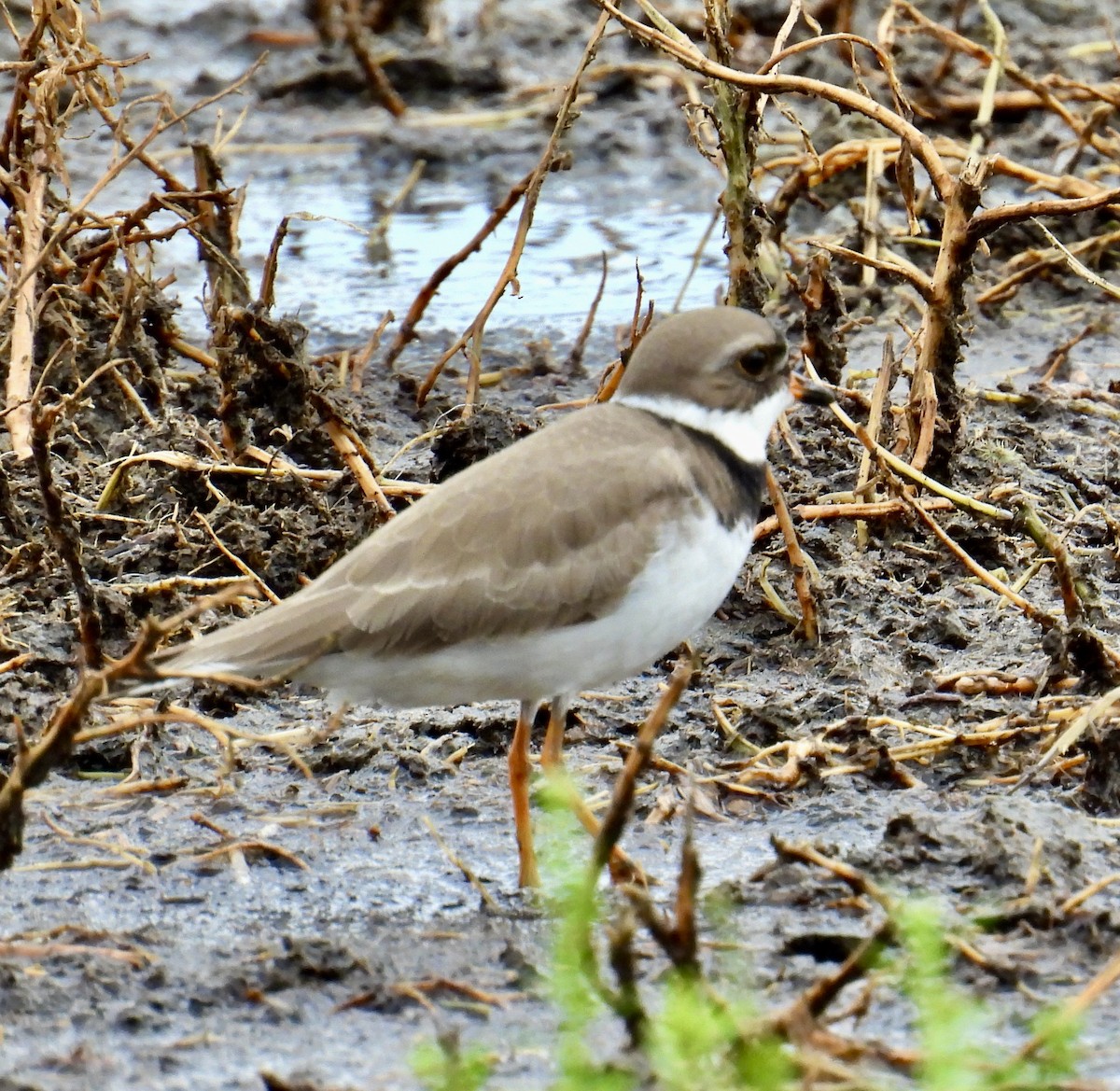 Semipalmated Plover - ML618615691