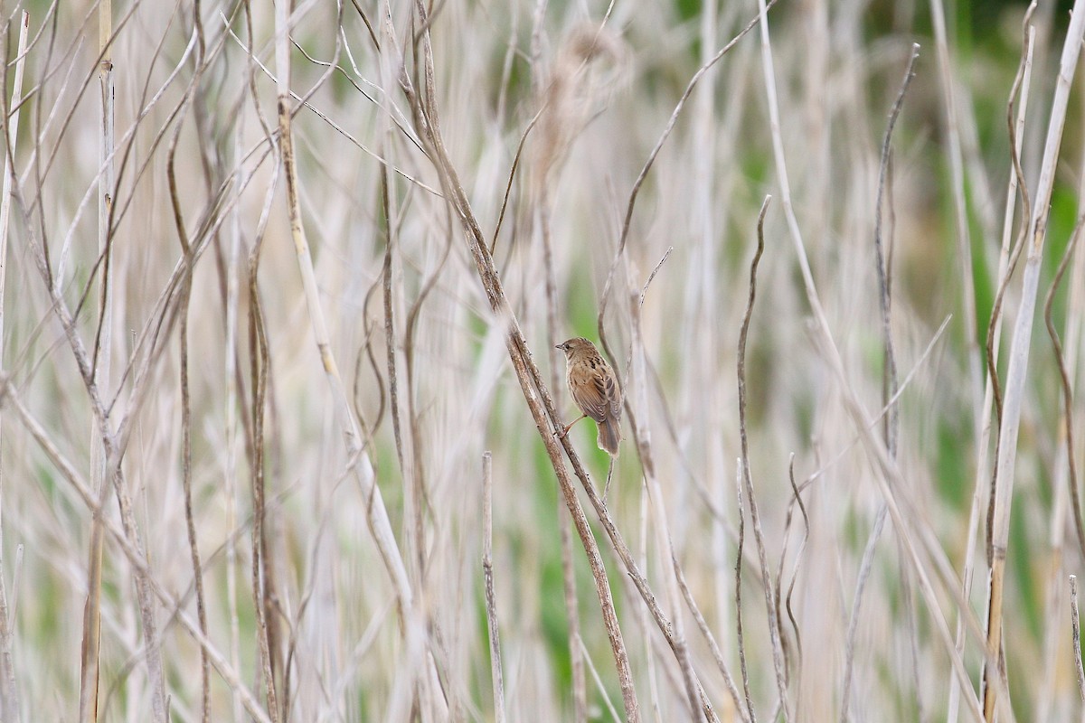 Marsh Grassbird - ML618615693