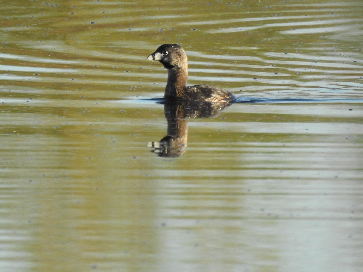 Pied-billed Grebe - Jacques Bélanger