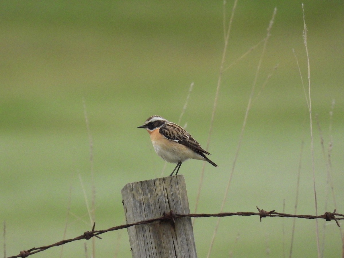 Whinchat - ML618615729