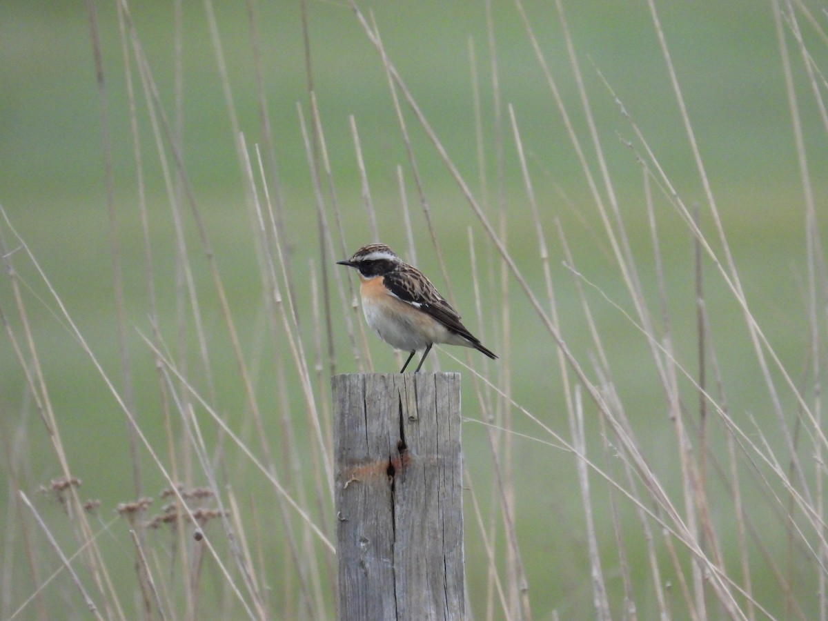 Whinchat - ML618615731