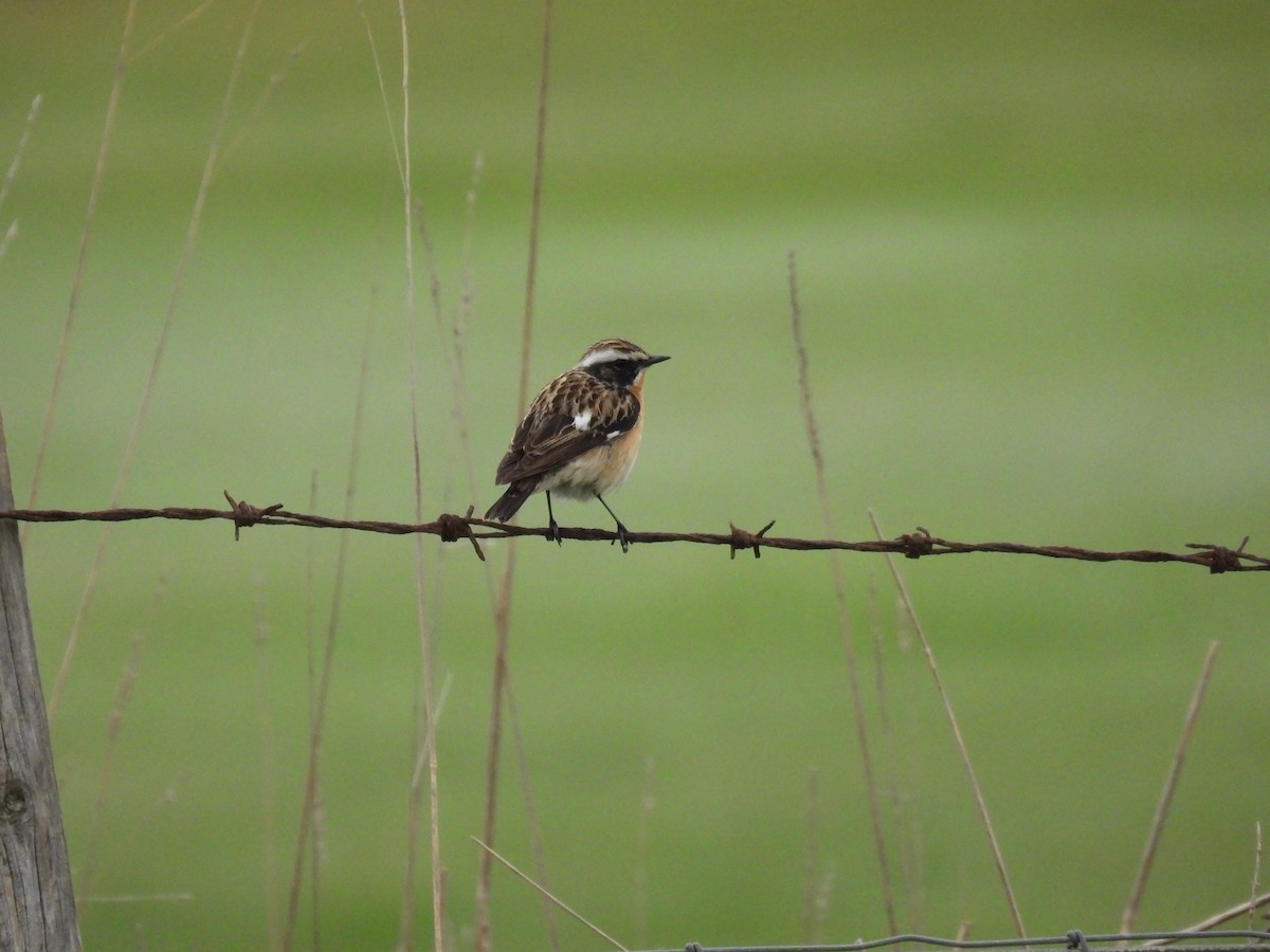 Whinchat - ML618615732