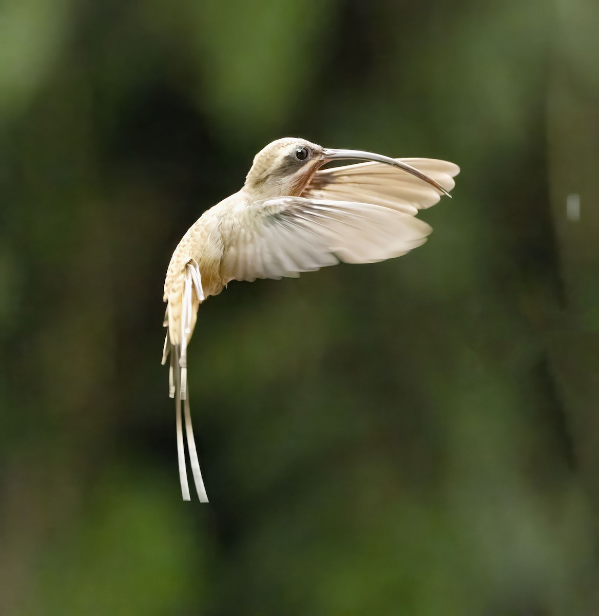 Длинноклювый колибри-отшельник - ML618615813