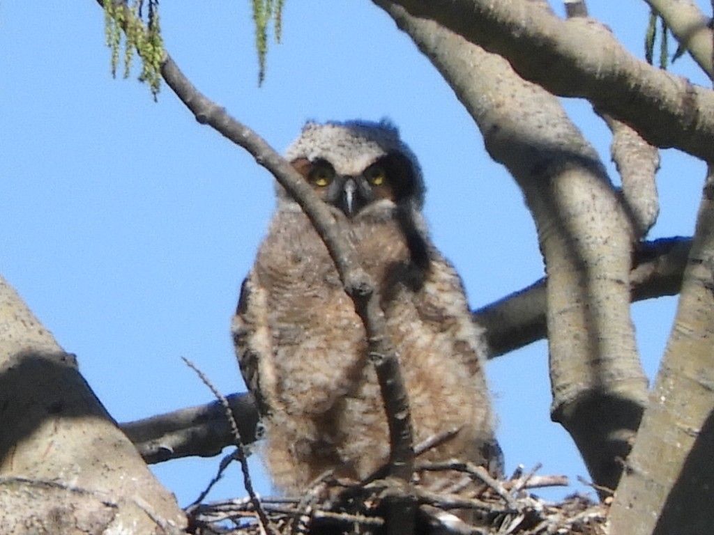 Great Horned Owl - ML618615838