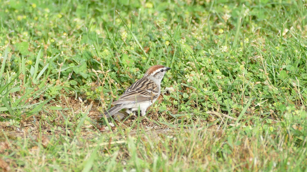 Chipping Sparrow - ML618615885