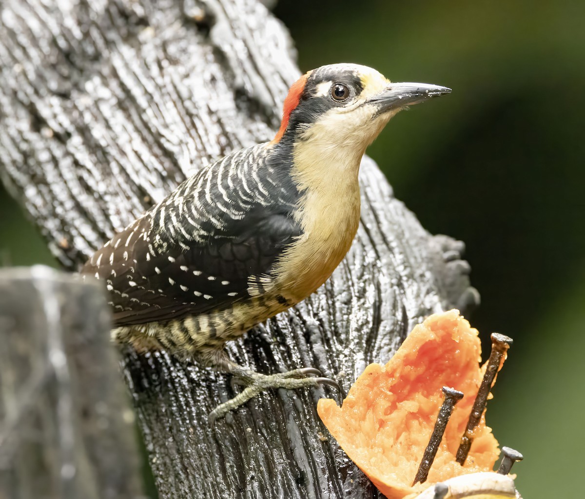 Black-cheeked Woodpecker - ML618615891