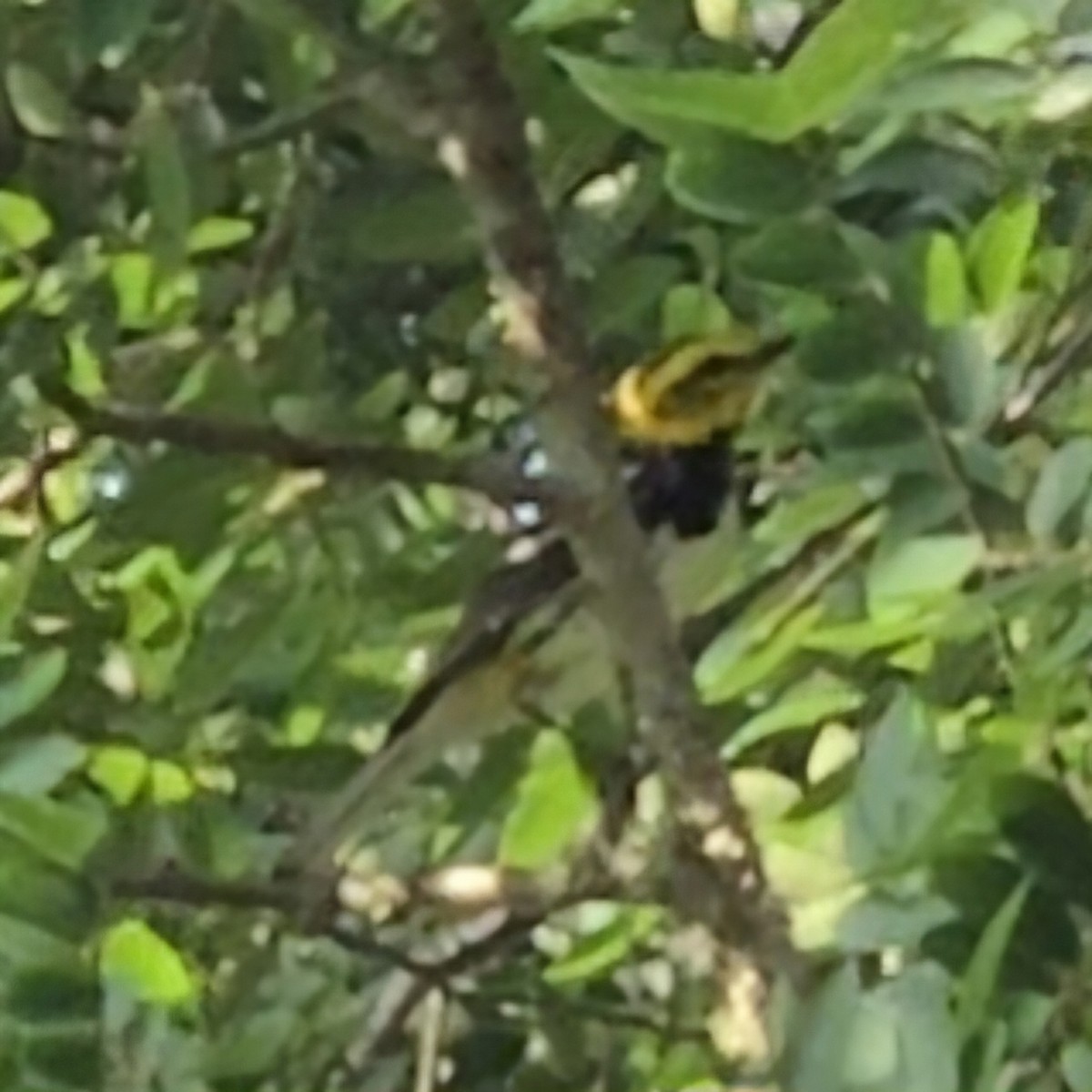 Black-throated Green Warbler - ML618615902