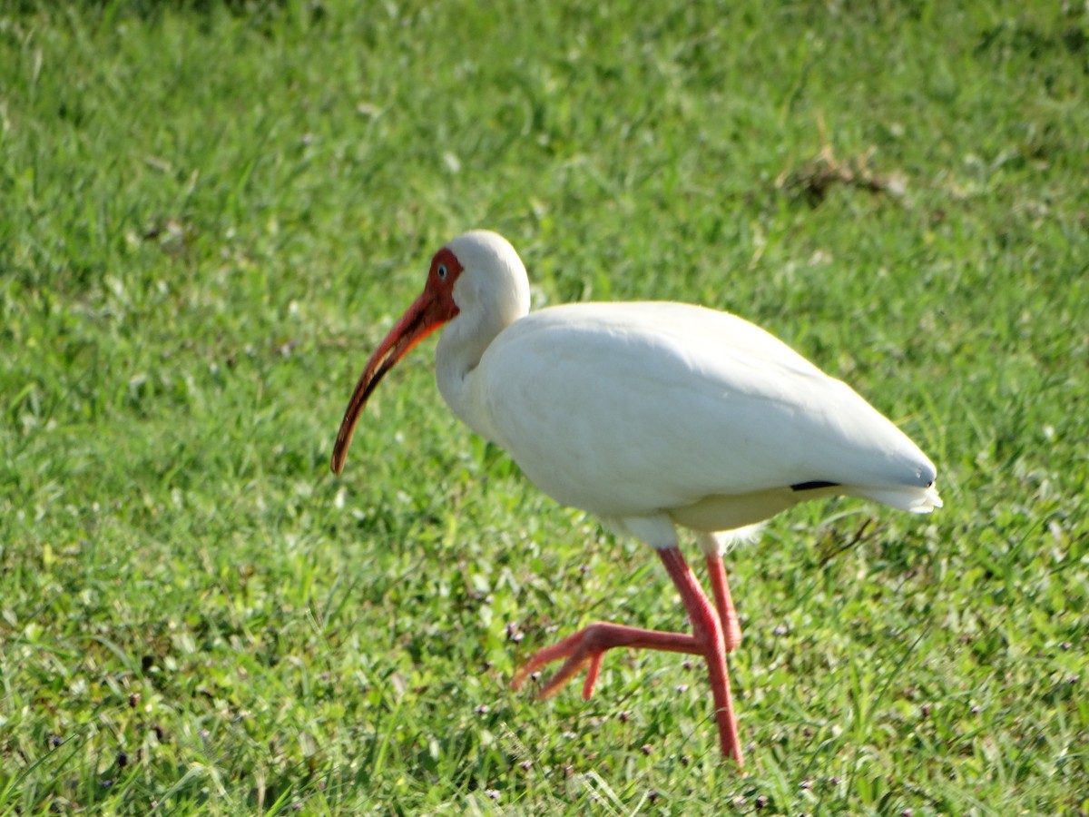 ibis bílý - ML618615913
