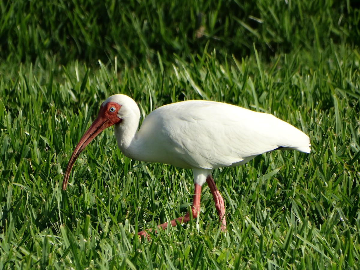 ibis bílý - ML618615914