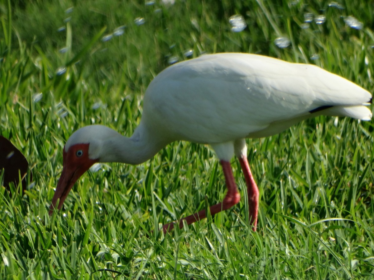 ibis bílý - ML618615915