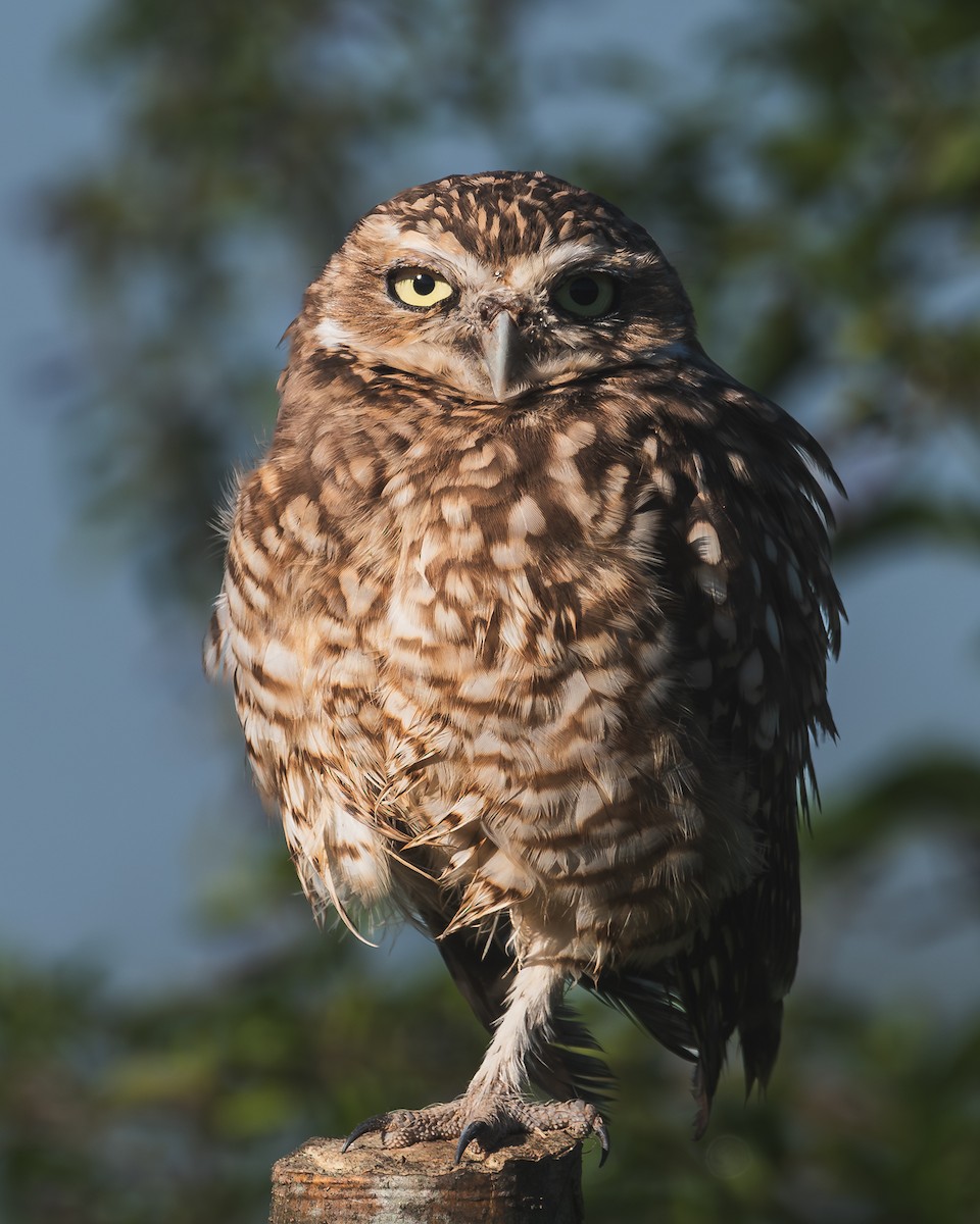 Burrowing Owl - ML618615941