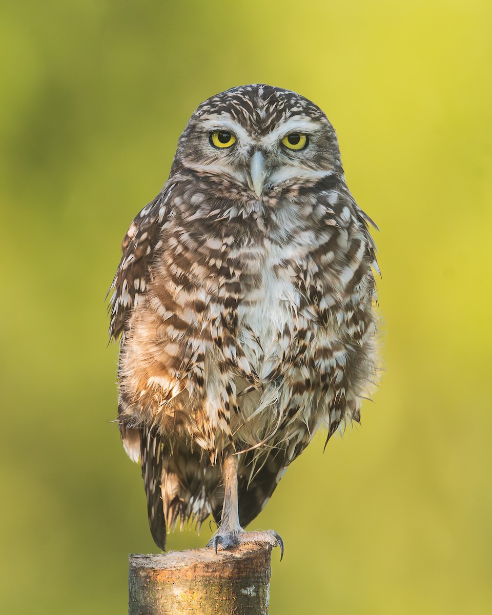 Burrowing Owl - ML618615943