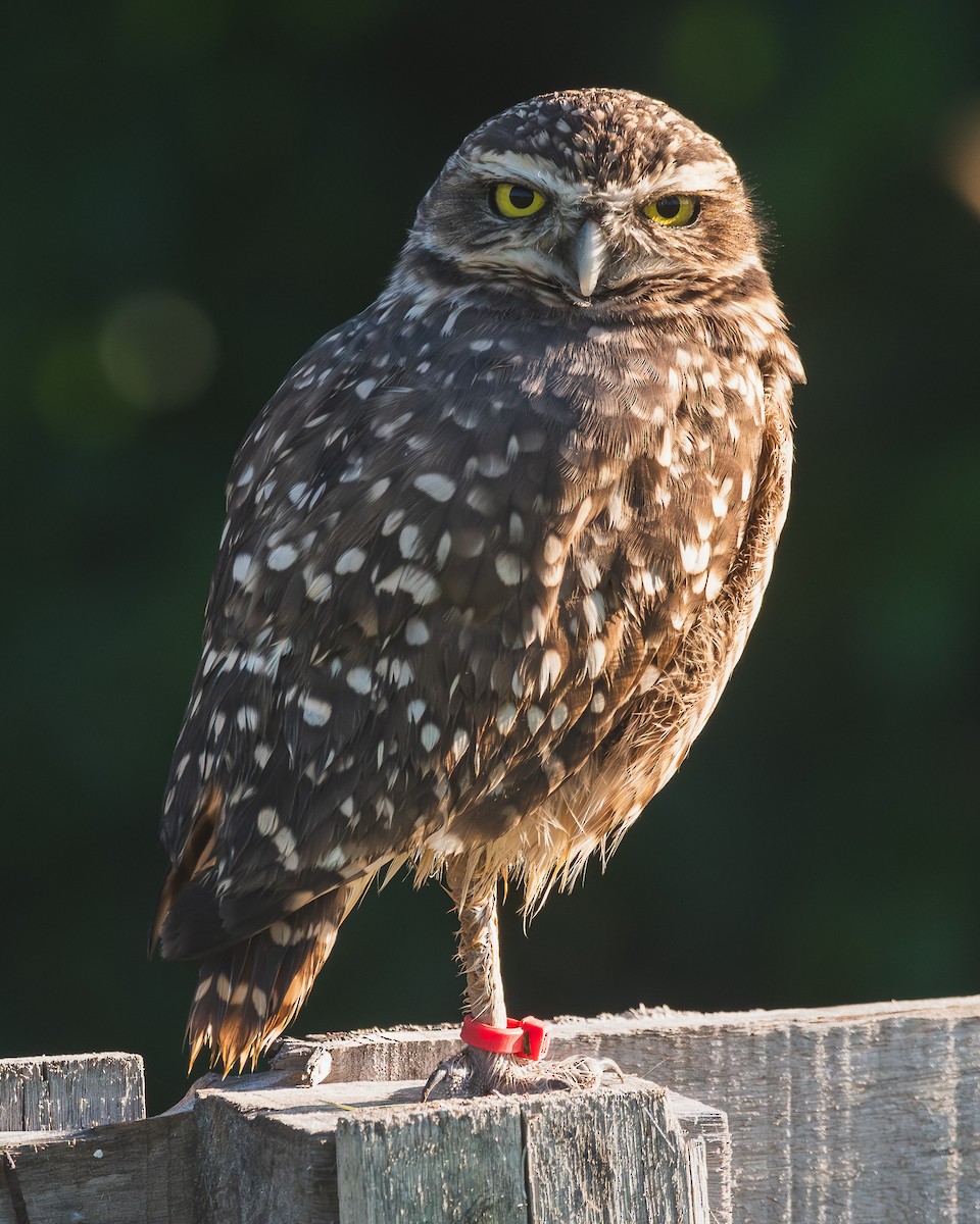 Burrowing Owl - ML618615944