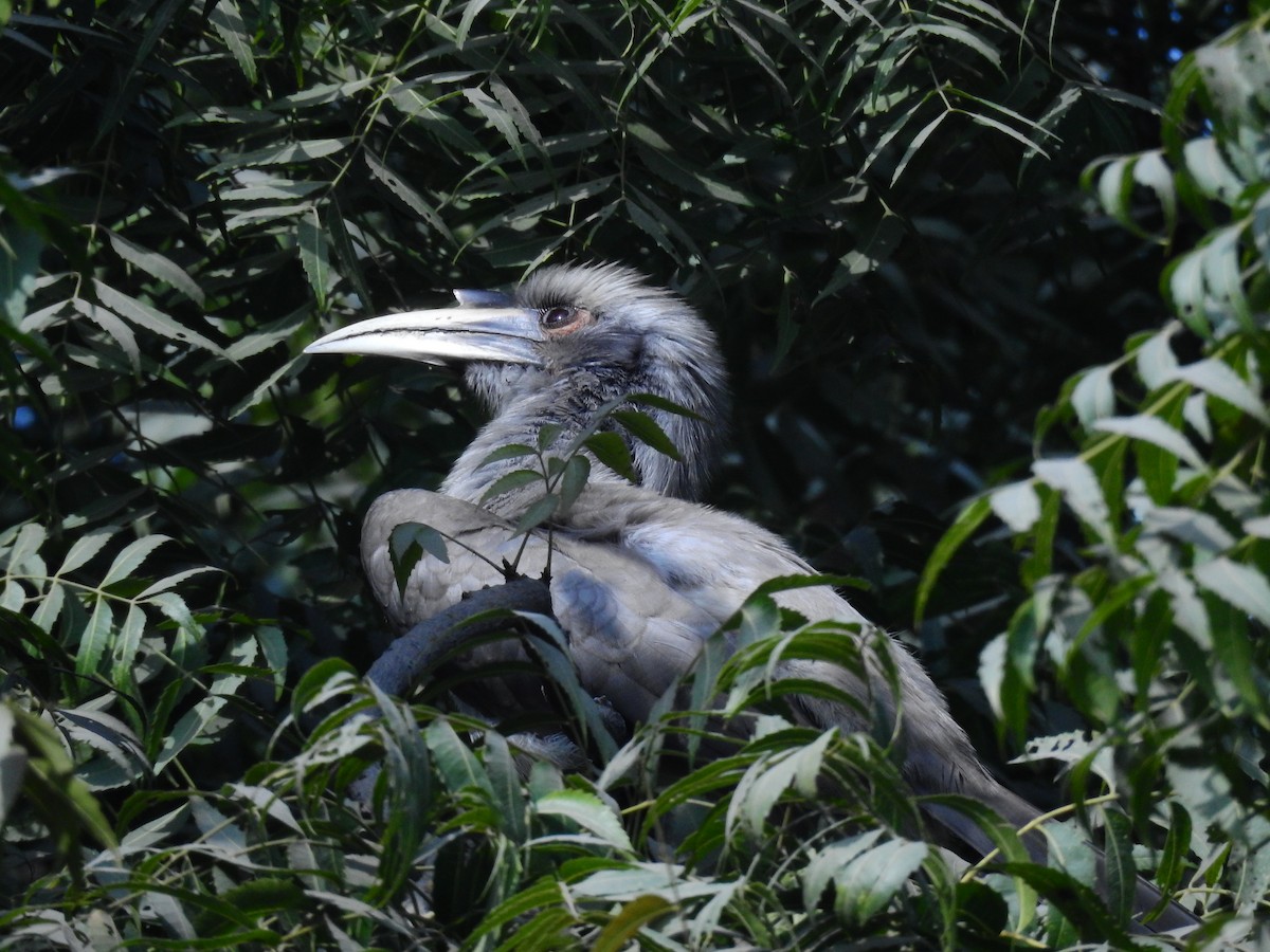 Indian Gray Hornbill - Abdul Akbar