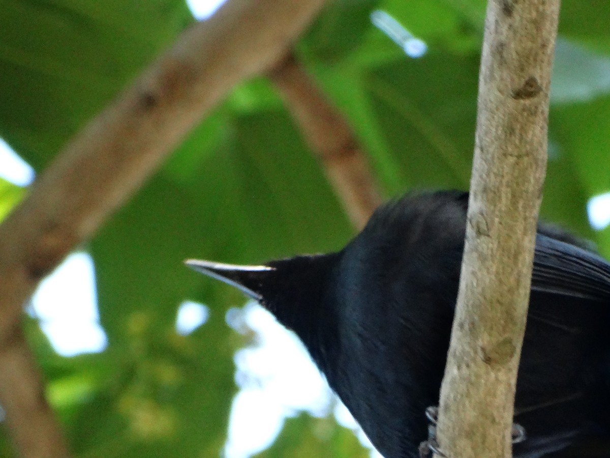 Black Catbird - ML618615991