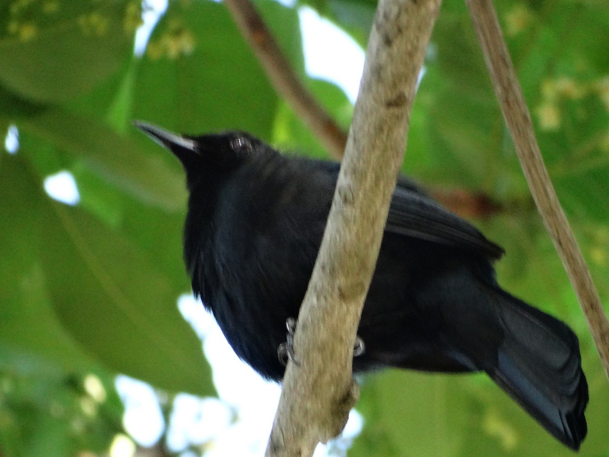 Black Catbird - ML618615992