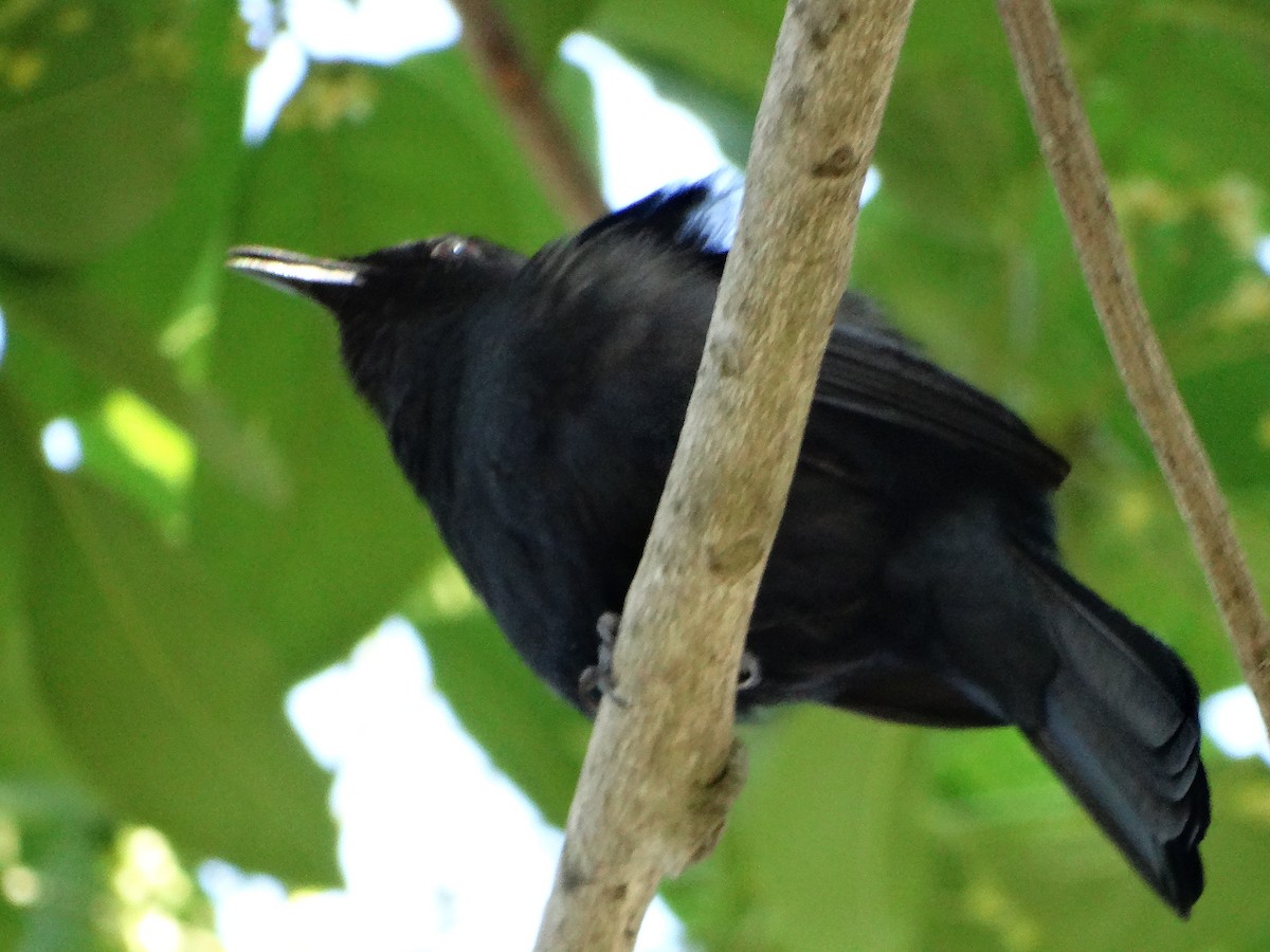 Black Catbird - ML618615993