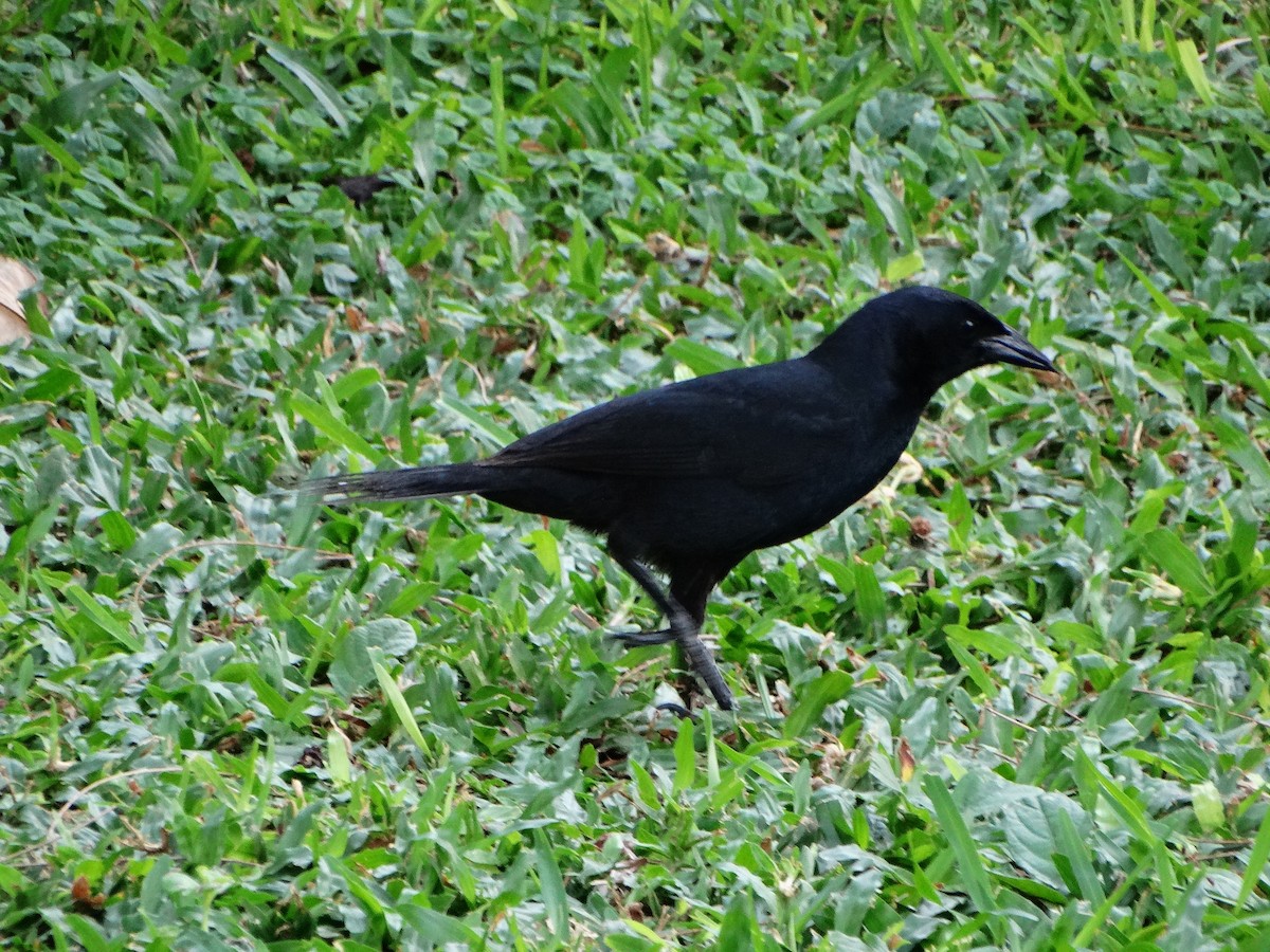 Melodious Blackbird - ML618616039