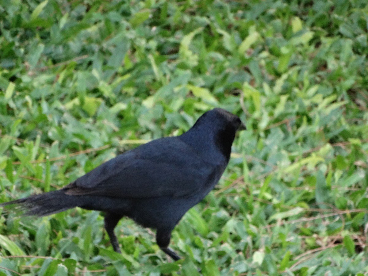 Melodious Blackbird - ML618616040