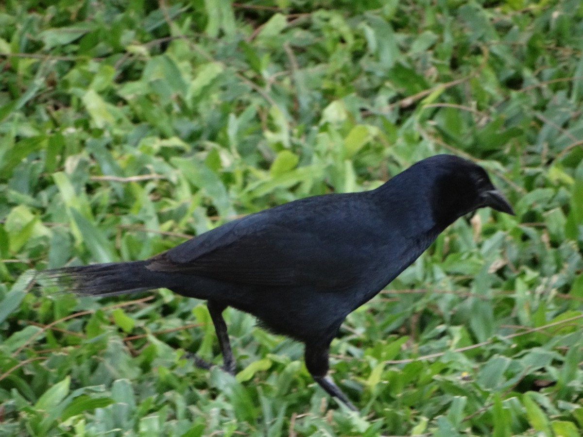 Melodious Blackbird - Mauricio Ruvalcaba