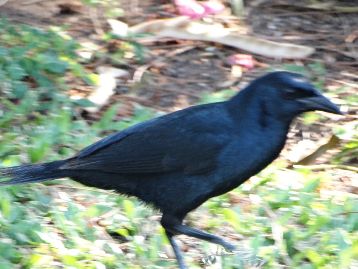 Melodious Blackbird - ML618616042