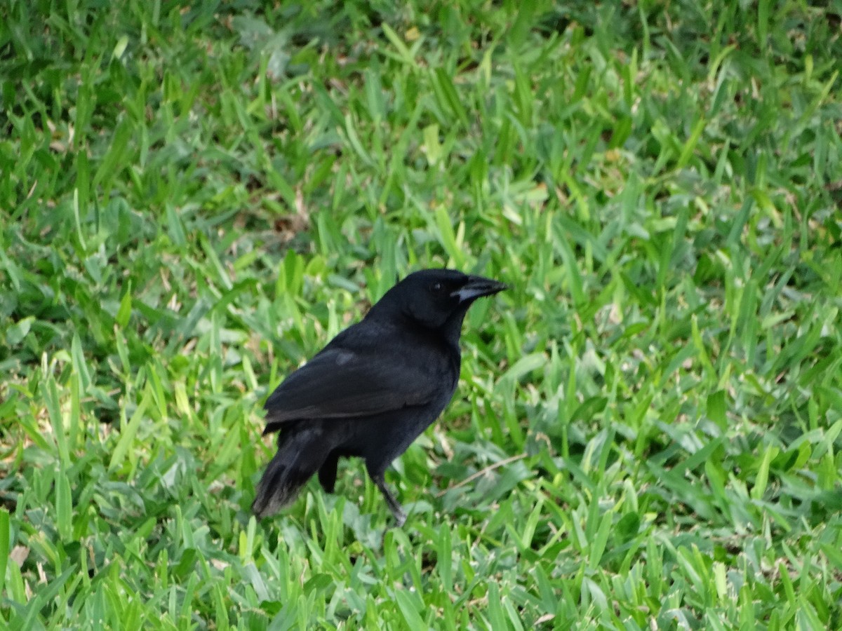 Melodious Blackbird - ML618616046