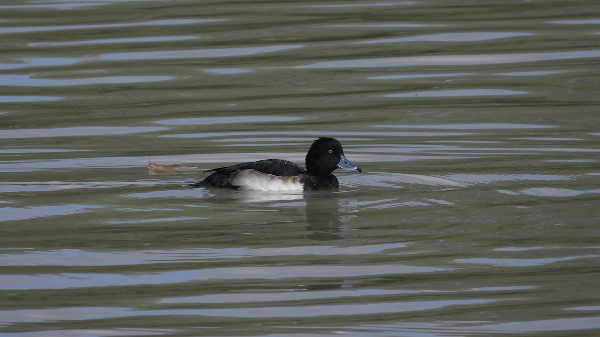 Tufted Duck - ML618616058