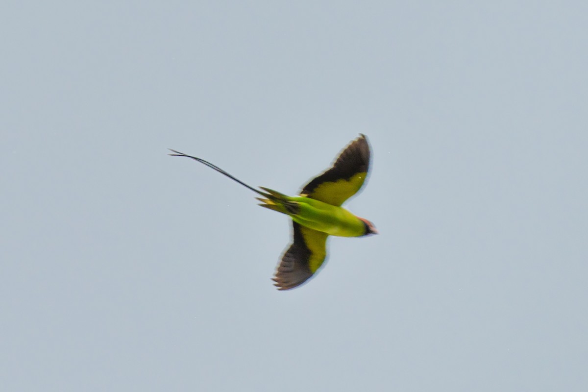 Long-tailed Parakeet - ML618616059