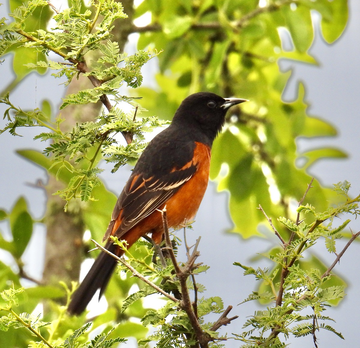 Orchard Oriole - ML618616071