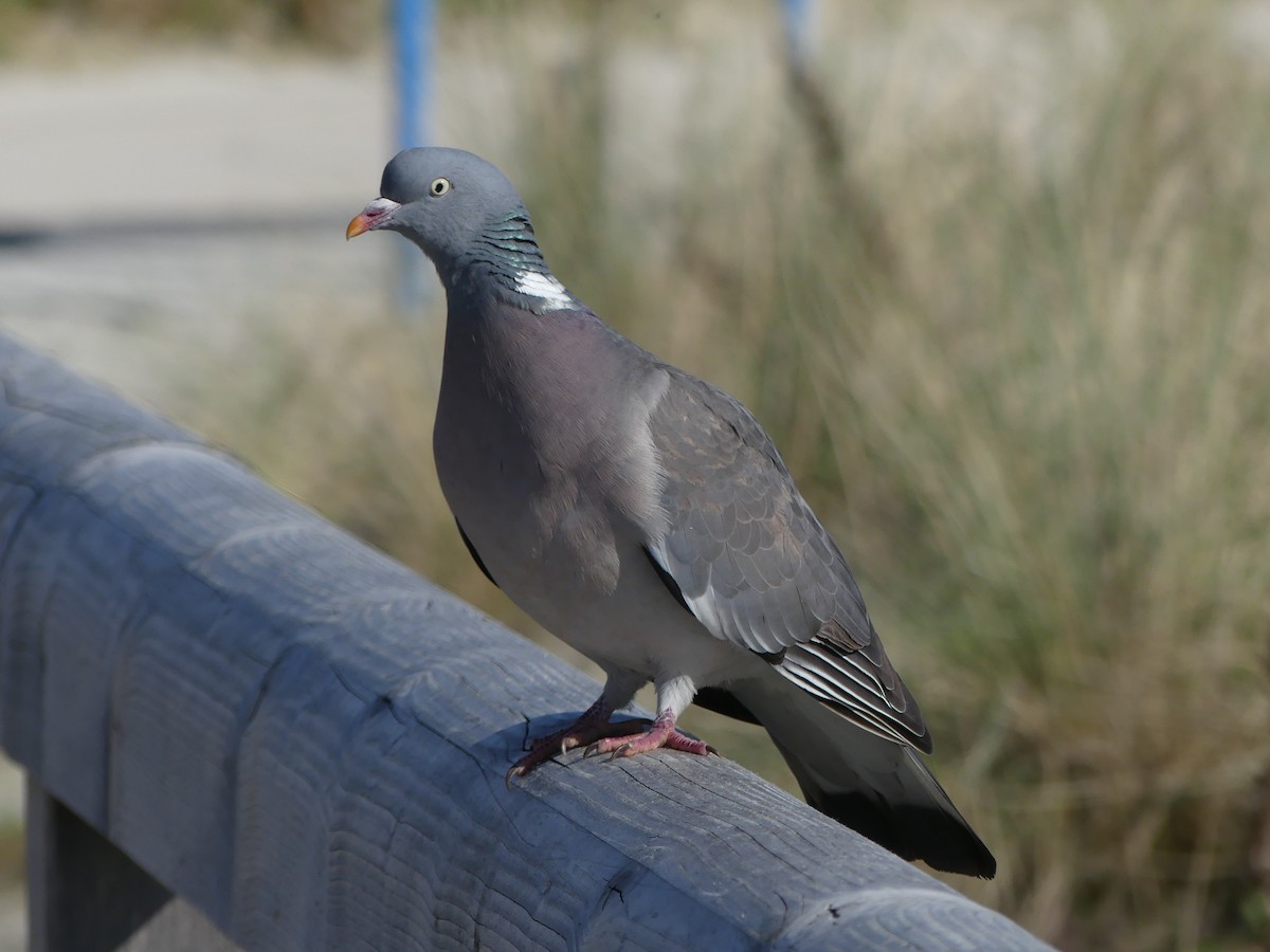 Pigeon ramier - ML618616085