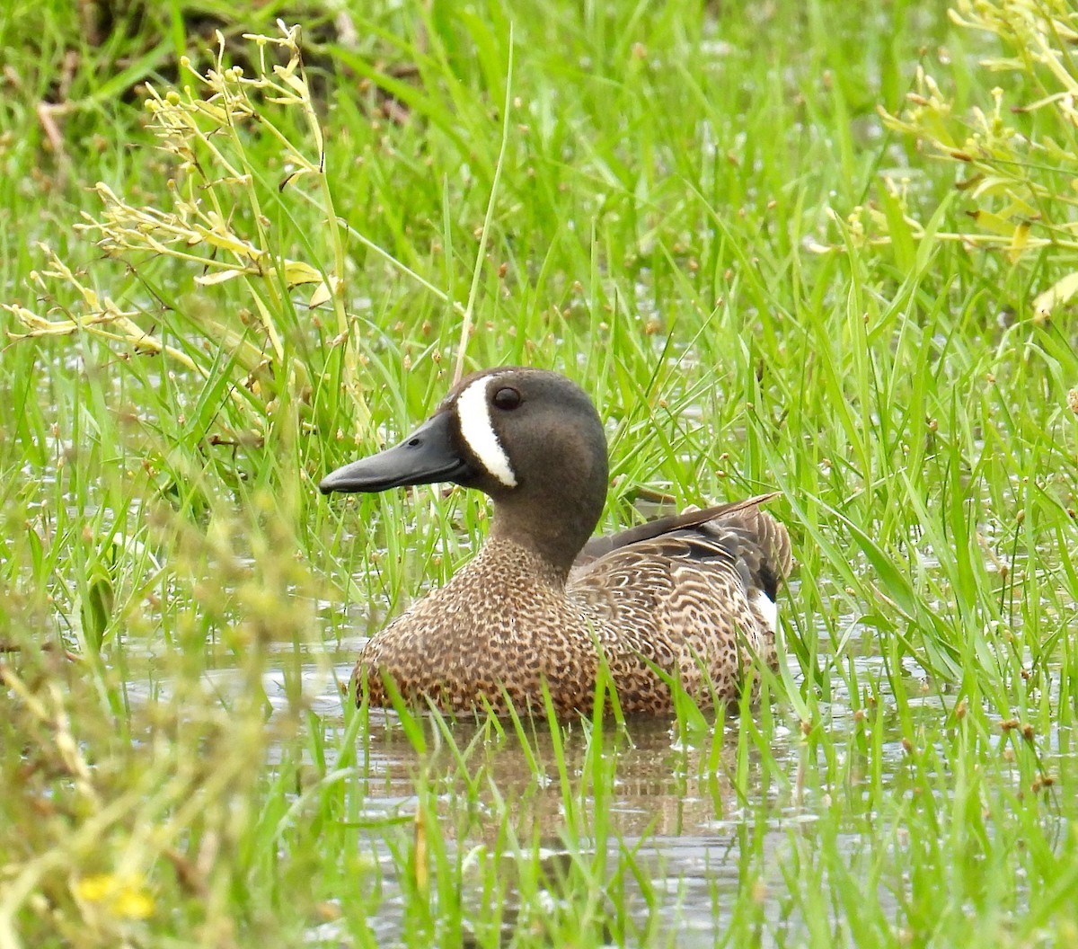 Blue-winged Teal - ML618616142