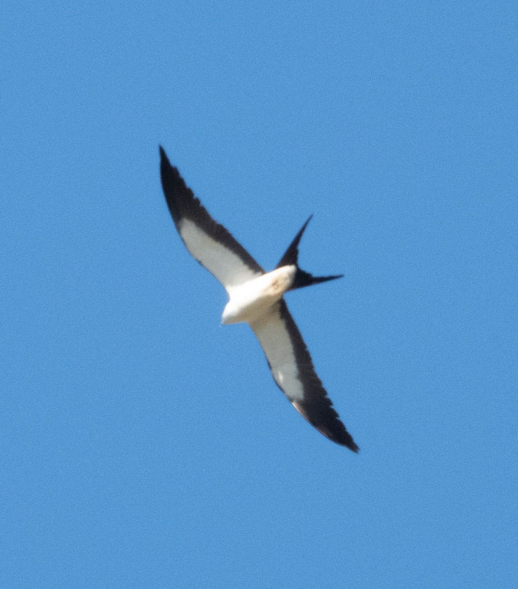 Swallow-tailed Kite - ML618616154