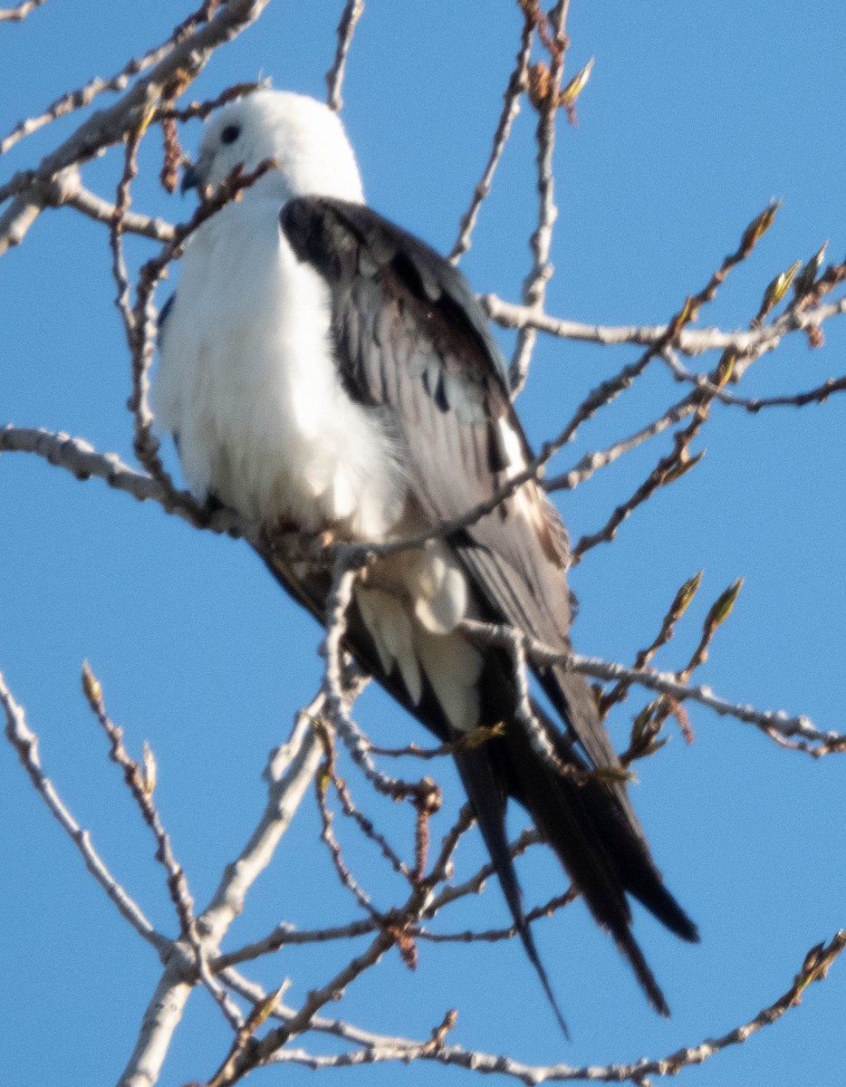 Swallow-tailed Kite - ML618616155