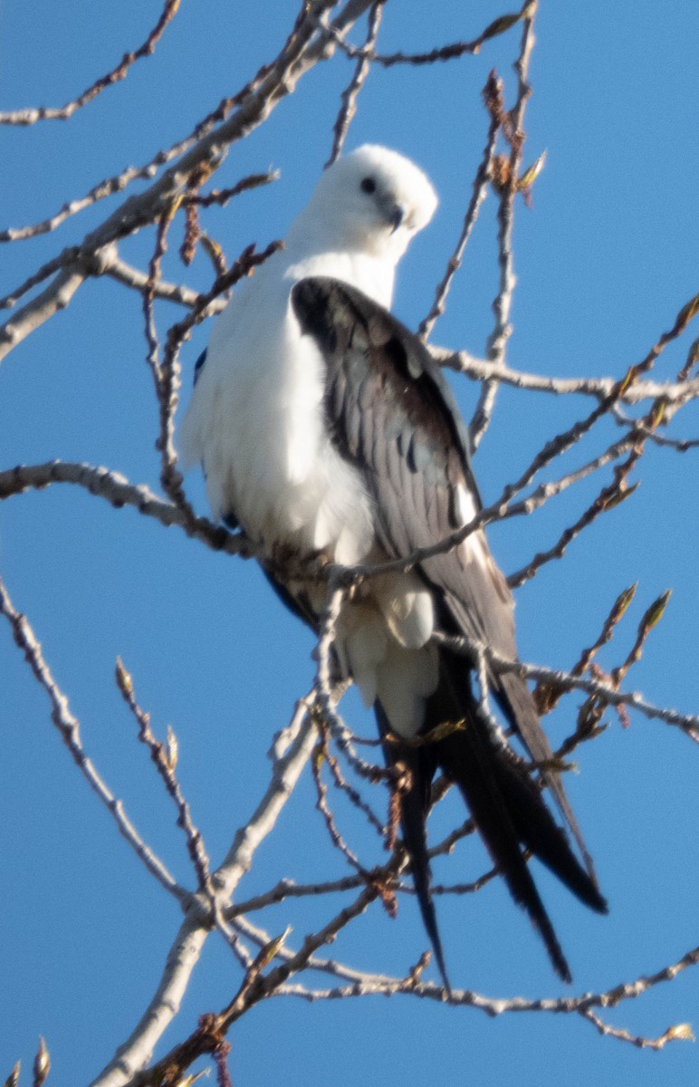 Swallow-tailed Kite - ML618616156
