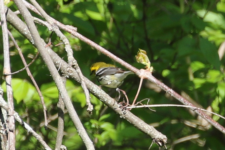 Black-throated Green Warbler - ML618616169