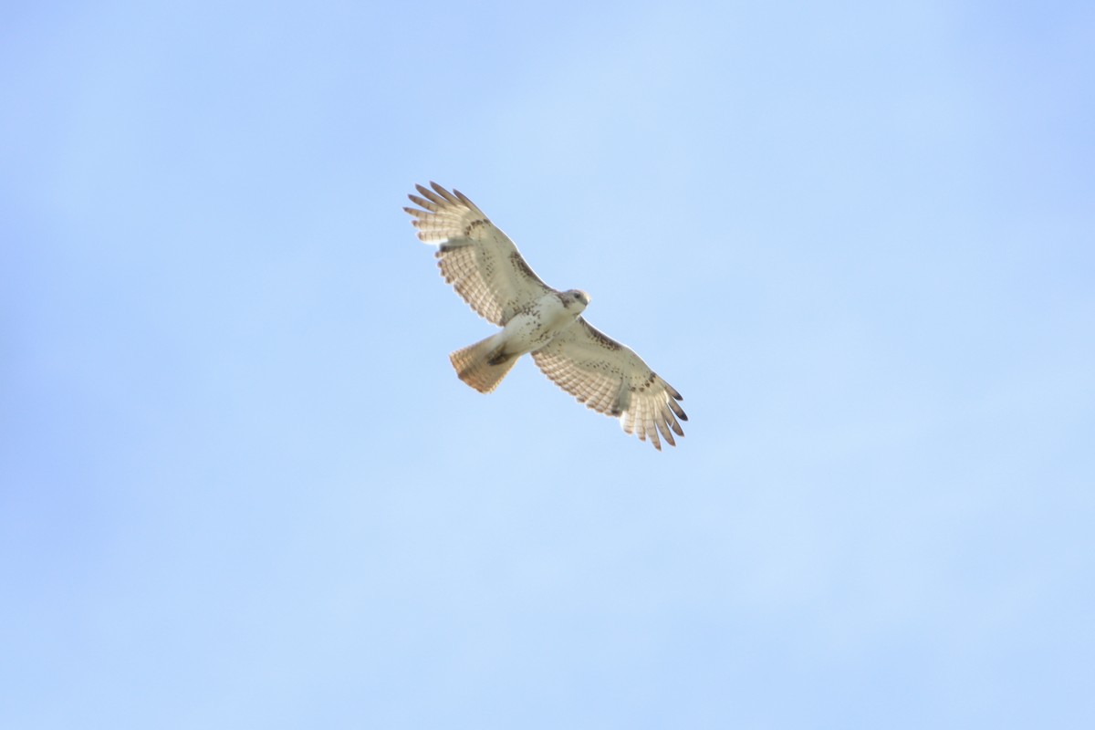 Red-tailed Hawk - ML618616199