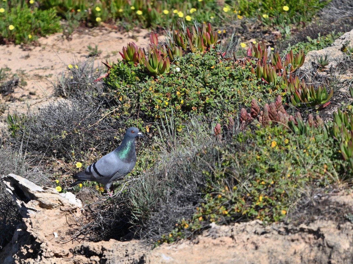Rock Pigeon (Wild type) - ML618616217