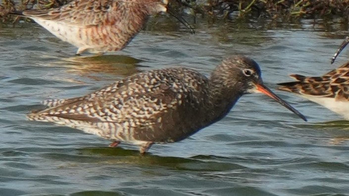 Spotted Redshank - ML618616230