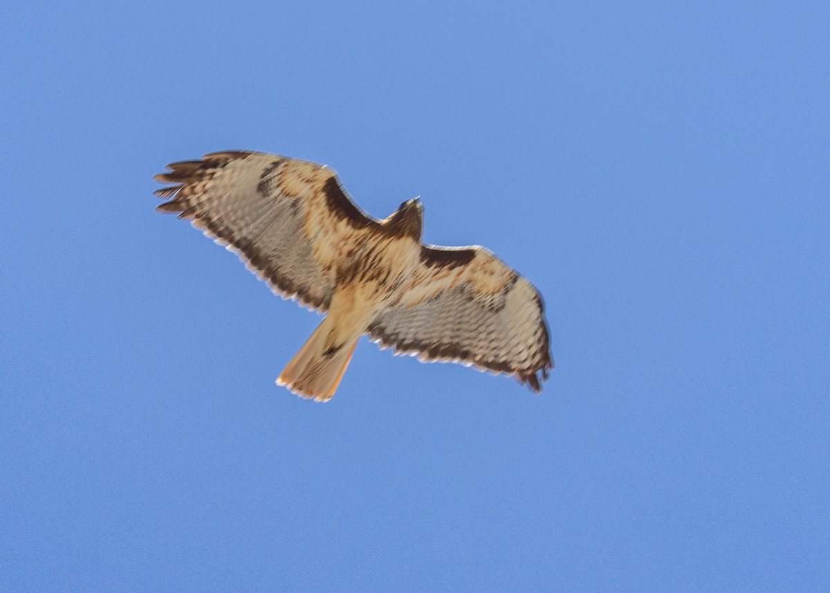Red-tailed Hawk - ML618616233