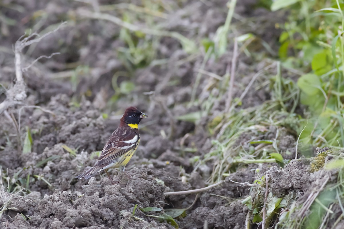 Yellow-breasted Bunting - ML618616261