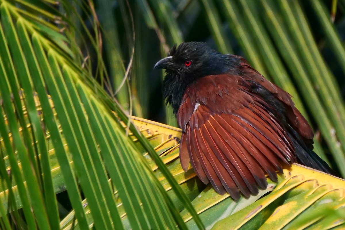 Greater Coucal - ML618616268