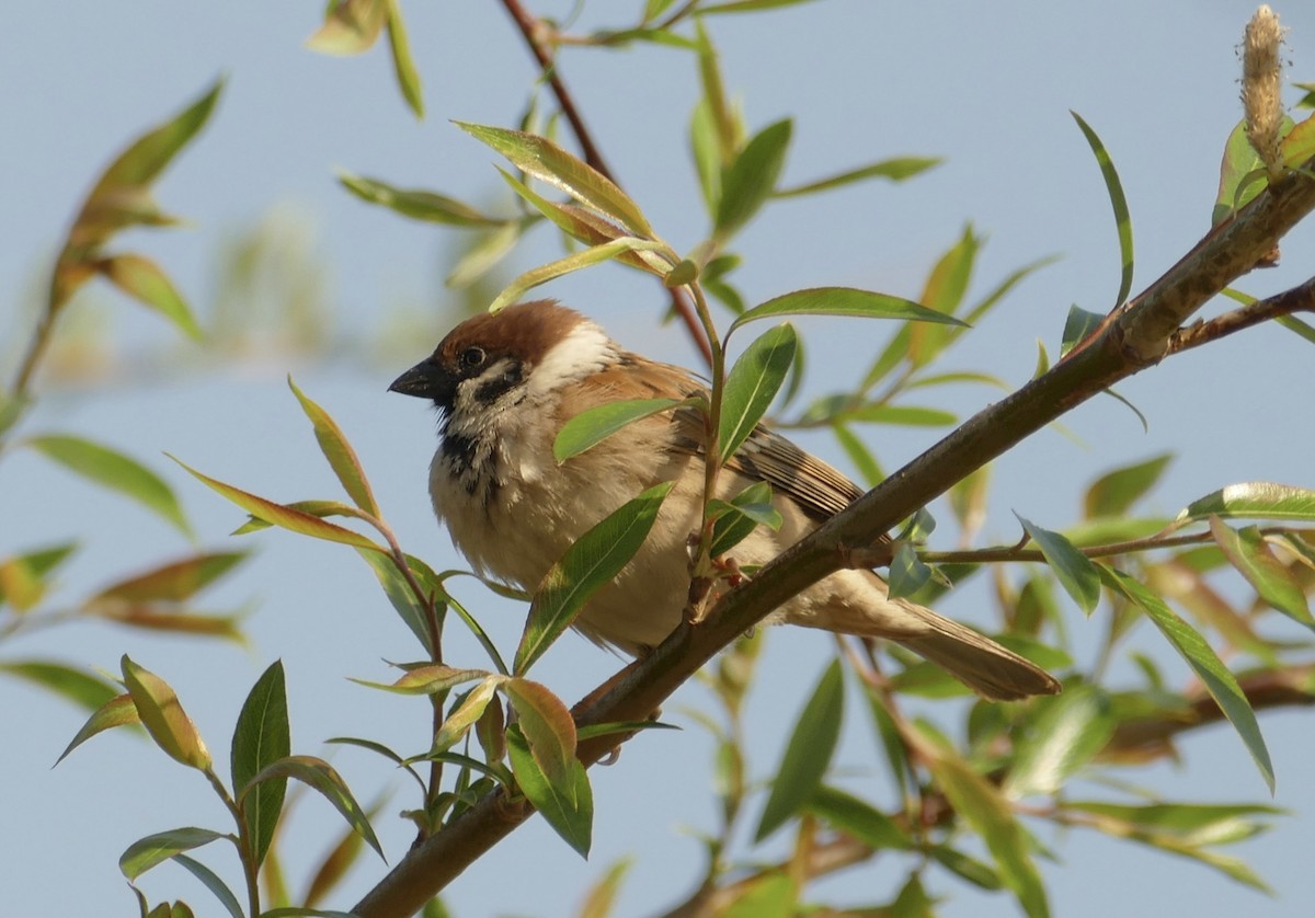 Eurasian Tree Sparrow - ML618616301