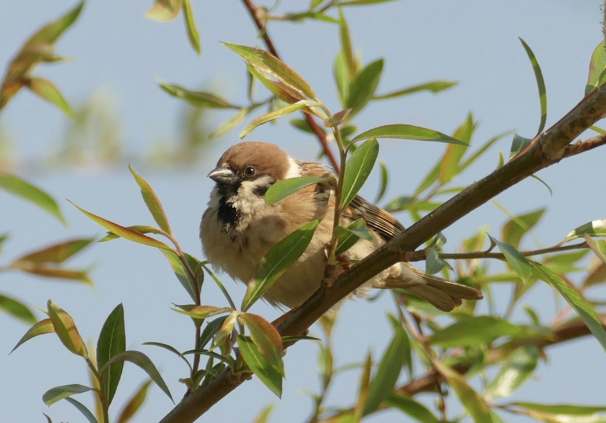 Eurasian Tree Sparrow - ML618616302