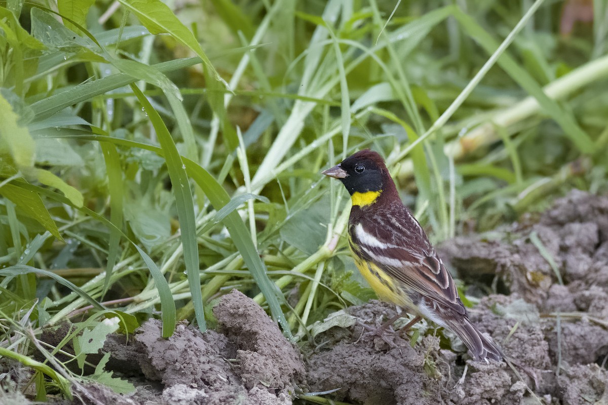 Yellow-breasted Bunting - ML618616304