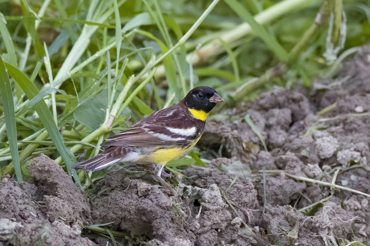 Yellow-breasted Bunting - ML618616317