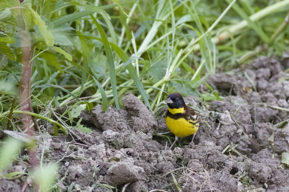 Yellow-breasted Bunting - ML618616325